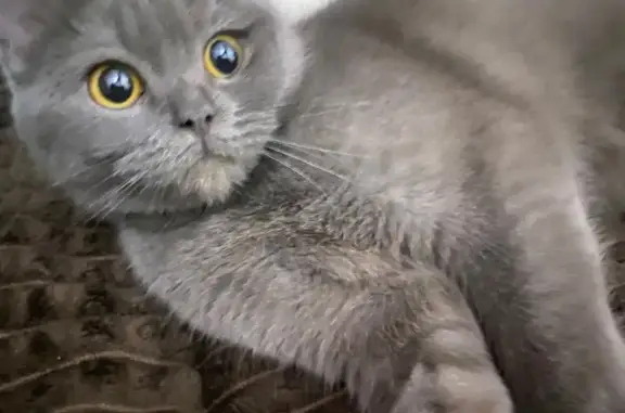 Кошки потеряшки, Томск, фото: Потеряшка кошка, Московский тракт, 25, Томск - отзывается на кс-кс