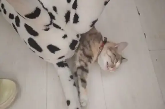 Пропала кошка, улица Флюкова, 78, Иркутск - трёхцветная с красным ошейником - photo