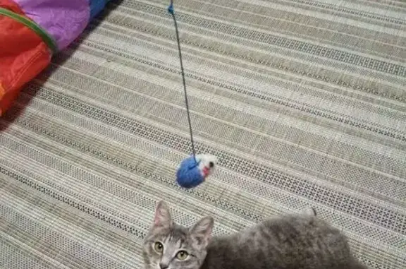 Найдена кошка, Чита, фото: Найдена кошка, улица Бутина, 37, Чита - темно серая, около 6 месяцев