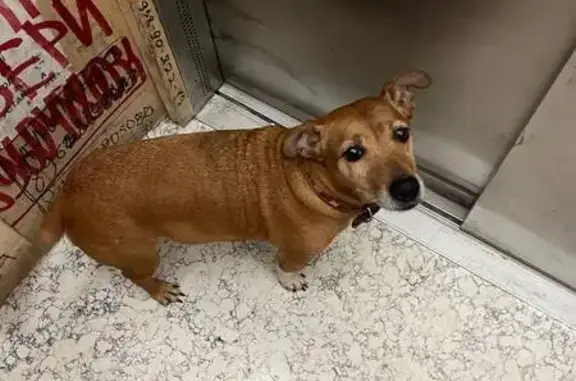 Найдена собака, Краснодар, фото: Найдена собака, улица Григория Булгакова, 8, Краснодар - девочка с кожаным ошейником