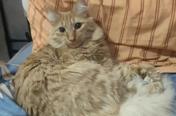 Пропал кот, 90/1, Иркутск - рыжий пушистый, ласковый - photo