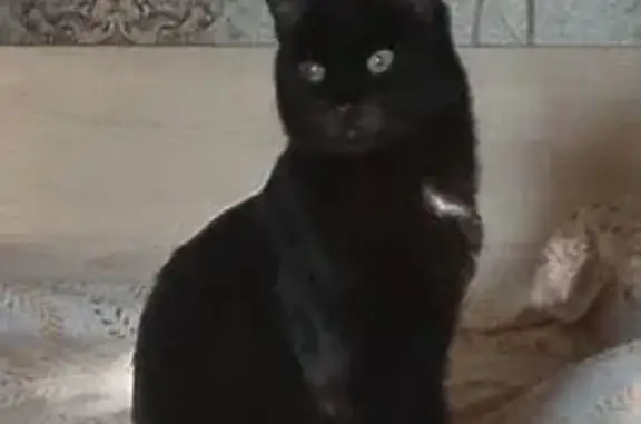 Пропал кот, улица Шакурова, 8, Омск - чёрный с белым пятном на груди - photo