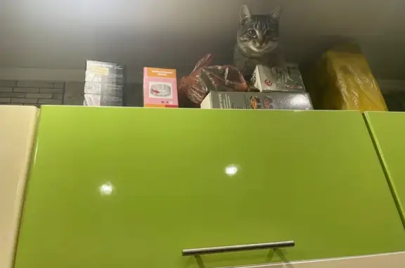 Пропал кот, 1-й Мстихинский переулок, Мстихино - серый, ушел утром гулять - photo