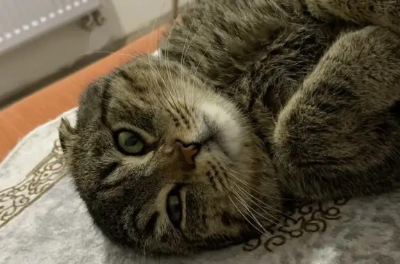 Найдена кошка, Малое Исаково, фото: Найдена кошка, Малое Исаково - очень добрый и ласковый