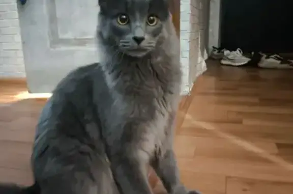 Найдена кошка, Астрахань, фото: Найдена кошка, Минусинская улица, 8, Астрахань - серый/голубой окрас