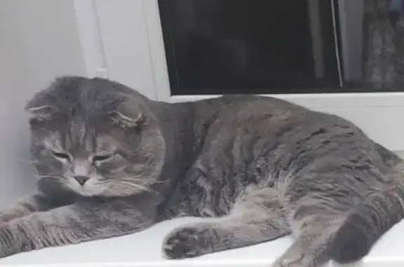 Пропал кот, Химки, Московская область - метис шотландца с шрамом - photo