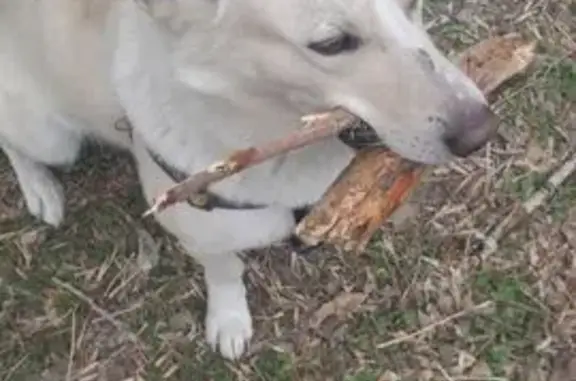 Пропал собака, Верхняя Набережная улица, Иркутск - был в шлейке - photo