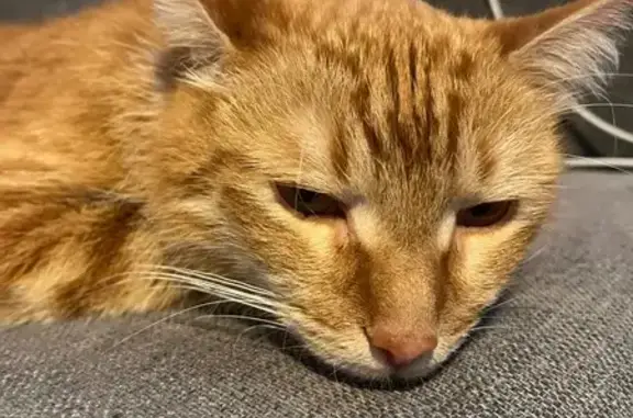 Найдена кошка, Москва, фото: Найдена кошка, Чонгарский бульвар, Москва - рыжая с белой грудкой