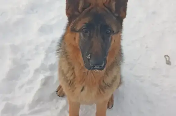 Пропала собака, Садовая улица, Старые Какси, Ныша - немецкая овчарка, 10 месяцев - photo