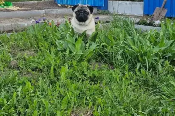 Пропала собака, Ново-Полянская улица, 10, Кострома - бежево-чёрный, добрый - photo