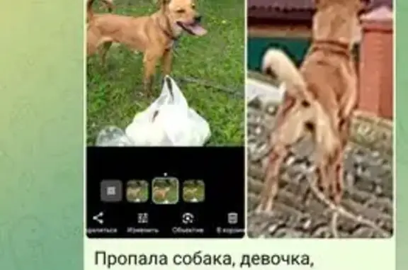 Пропала собака, женский пол, Путевая улица, Самара - кличка Лора, коричневый ошейник - photo