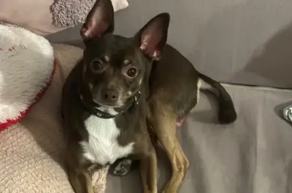 Найдена собака, Петрозаводск, фото: Найден собака, мальчик, Петрозаводск, древлянка