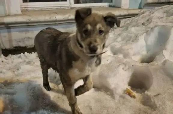 Найдена собака, Краснотурьинск, фото: Найдена собака, улица Ленина, 62, Краснотурьинск - предположительно девочка в ошейнике