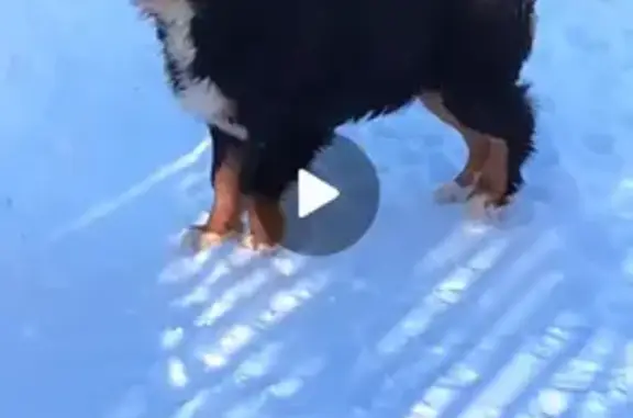 Пропала собака, улица Плющиха, 43-47, Москва - черная с белым, породы Бернский Зенненхунд - photo