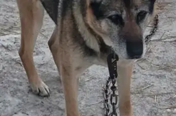 Найдена собака, Новосибирск, фото: Найден собака, Новосибирск - игривый кобель, воспитанный и ласковый