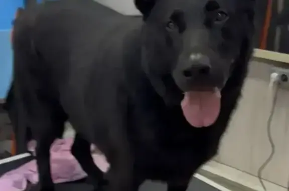 Пропала собака Мальчик, Нижний Новгород (rl1157529) - photo