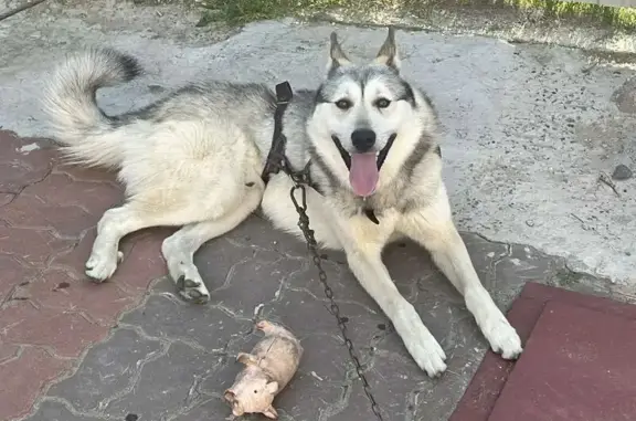 Пропал собака, Октябрьская улица, 2Г, Ханты-Мансийск - смесь лайки и хаски - photo