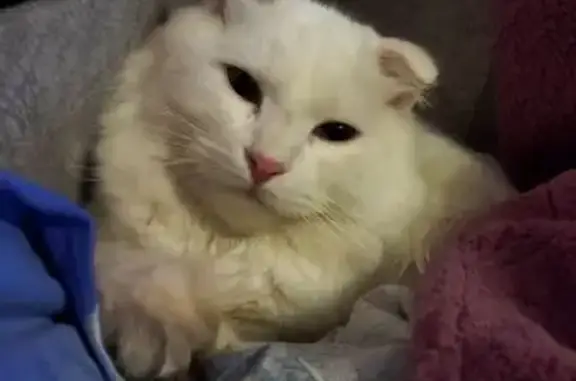 Найдена кошка, Тверь, фото: Найдена кошка, Петербургское шоссе, городской округ Тверь - белый окрас, вислоухая