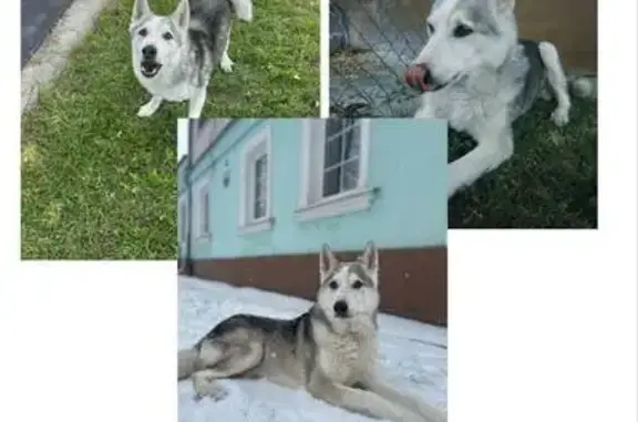 Пропала собака мужского пола, порода лайка, Тула - photo