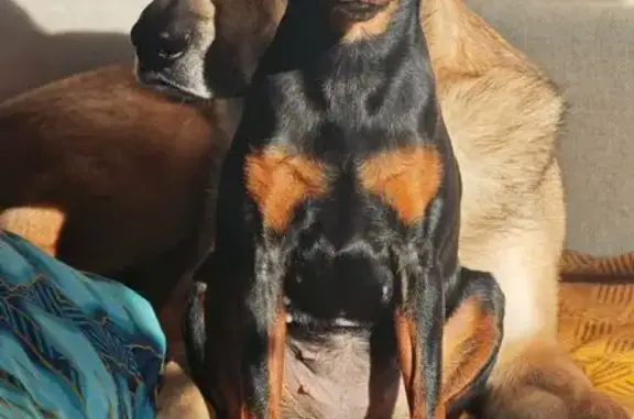 Пропала собака, Дорожная улица, 8, Гришенки - цвергпинчер - photo