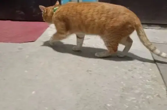 Объявления о пропавших и найденных животных, Волгоград, фото: Найдена кошка с зелёным ошейником, улица 64-й Армии, 22, Волгоград