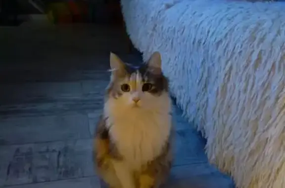 Пропала кошка, улица Дружбы, Волжск - трёхцветная с белой грудкой - photo