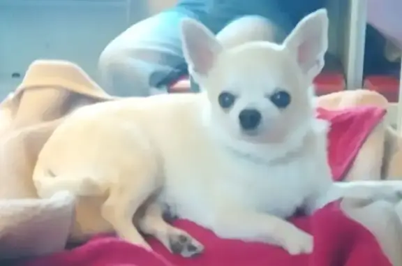 Пропала собака, Ленинский проспект, Санкт-Петербург - photo