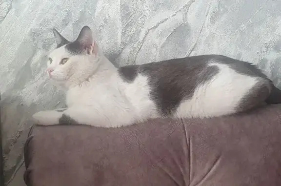 Пропал кот, улица Родимцева, 5, Оренбург - белый с серыми пятнами - photo