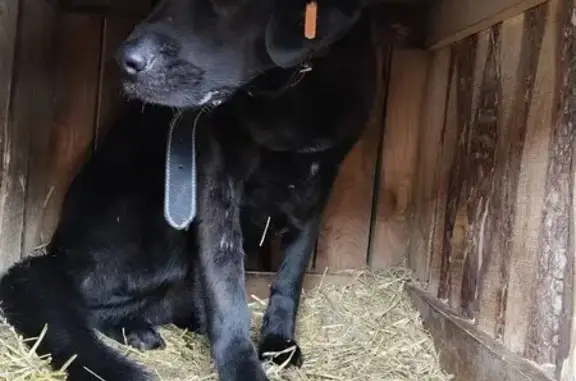 Пропал кобель собаки, Запрудная улица, Сухобузимское - фенотип лабрадора - photo