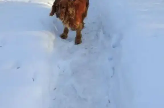Объявления о пропавших и найденных животных, Далматово, фото: Найден собака, улица Попова, 2, Далматово - рыжий спаниель с ошейником