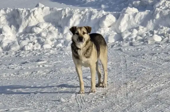 Пропала собака Мальчик, Пенза (rl1157554) - photo