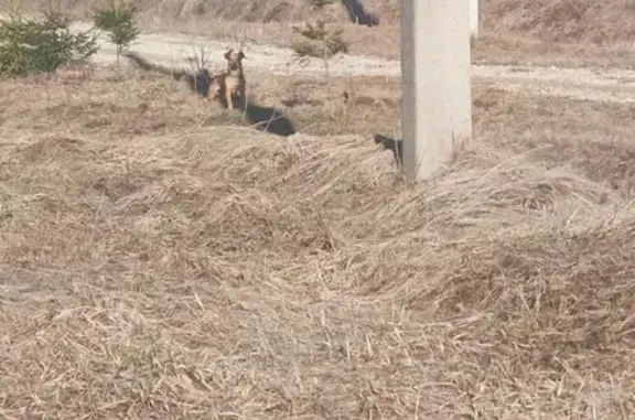 Найдена собака, Лопухинское, фото: Найден собака, 41К-008, Лопухинское - рыжий с ошейником
