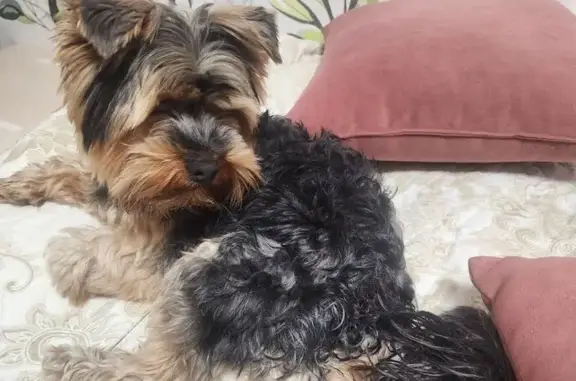 Найденные животные Воронеж, фото: Найден йоркширский терьер, Спортивная набережная, Воронеж - коричнево-чёрного окраса