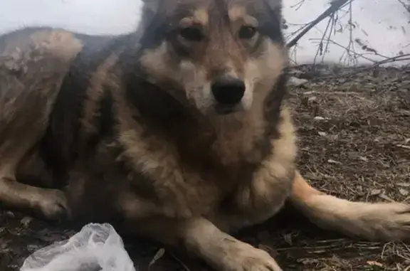 Найдена собака, Ярославль, фото: Найдена собака, ул. Дачная, Ярославль - хромает на левую переднюю лапу