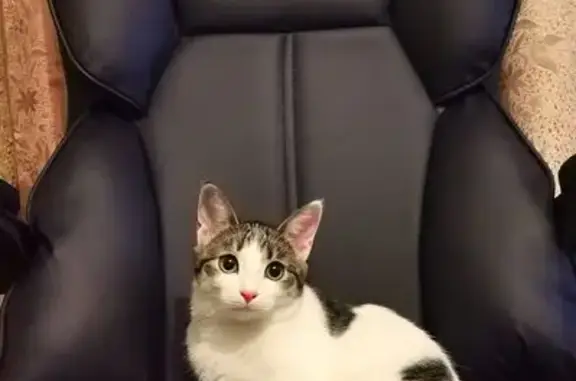 Пропала кошка, улица Веденяпина, 7, Нижний Новгород - photo