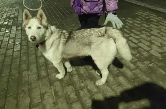 Найдена собака, Горки-10, фото: Найдена собака, Рублёво-Успенское шоссе, 27, Горки-10