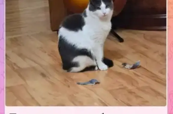 Пропал кот, улица Ворошилова, 135, Серпухов - выбежал в подъезд - photo