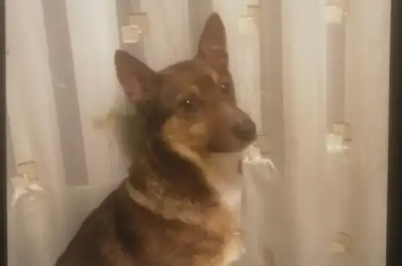 Пропала собака, улица Некрасова, 16, Реутов - photo