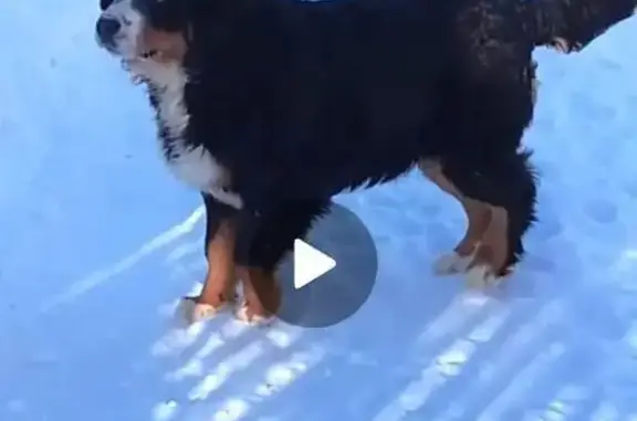 Пропала собака, улица Плющиха, 43-47, Москва - photo