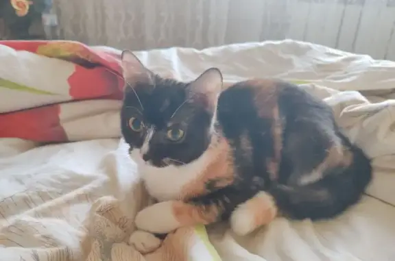 Найденные животные Воронеж, фото: Найдена кошка, улица Серафима Саровского, 159, Воронеж - трёхцветная, около 4 месяцев