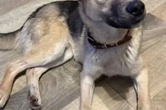 Найдена собака, Липецк, фото: Найдена собака, проспект Победы, 116, городской округ Липецк