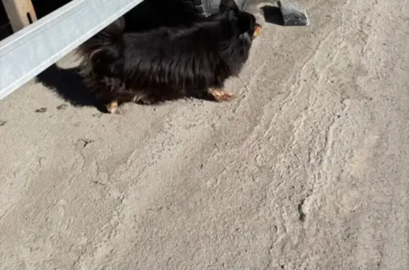 Найдена собака, Чебоксары, фото: Найден собака с ошейником и подвеской косточка, проспект Тракторостроителей, 71, Чебоксары