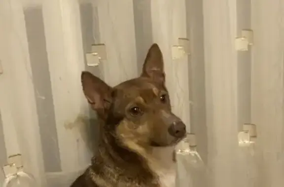 Пропала собака, Реутов, Московская область - рыже-коричневый метис - photo