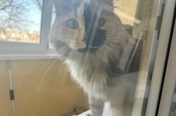 Найдена кошка, Таганрог, фото: Найдена кошка, Большой Садовый переулок, 13/1, Таганрог - трехцветная