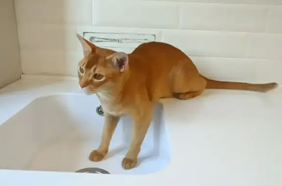 Найдена кошка, Ульяновск, фото: Найдена кошка, Омская улица, Ульяновск - рыжий кот, похоже помесь с абиссинской