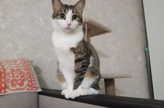 Пропала кошка, улица Дьяконова, 42, Нижний Новгород - левая лапа темная, правая белая - photo