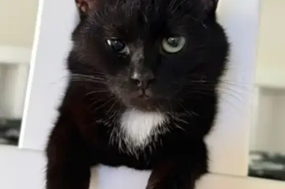 Пропала кошка, 5-я Заозёрная улица, 36, Омск - черный окрас с белыми пятнами - photo