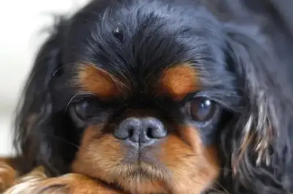 Пропала собака, улица Кирова, Слободской - породы Кавалер Кинг Чарльз спаниель - photo