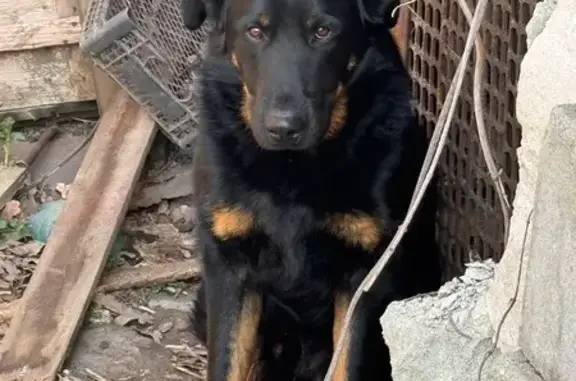 Найдена собака, Ростов-на-Дону, фото: Найден собака, Совхозная улица, 27, Ростов-на-Дону - черный, похож на ротвейлера или лабрадора
