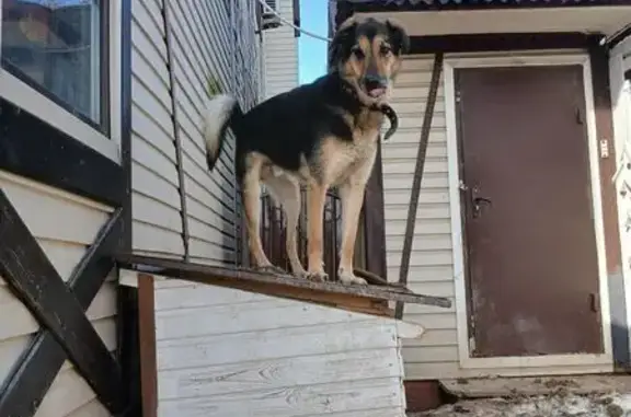 Пропал собака, Ивлево, Московская область - крупный, худой, черный - photo